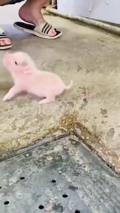 Feeding a tiny little piglet