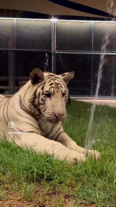 Big Cat vs. Sprinkler