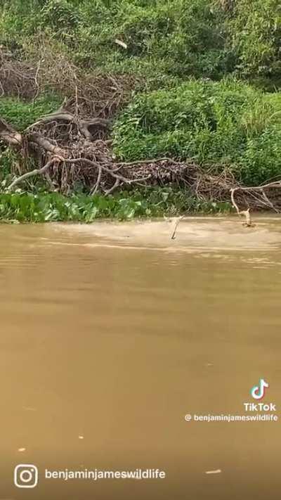 🔥 Jaguar rips croc out of the water