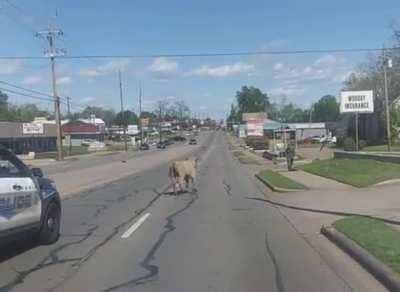 Cow assaults man while running from cop