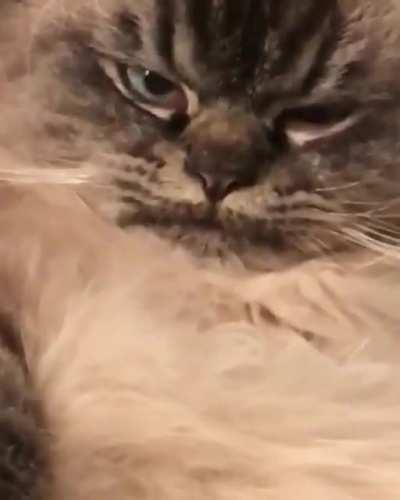 Why are you disturbing my rest time with your camera