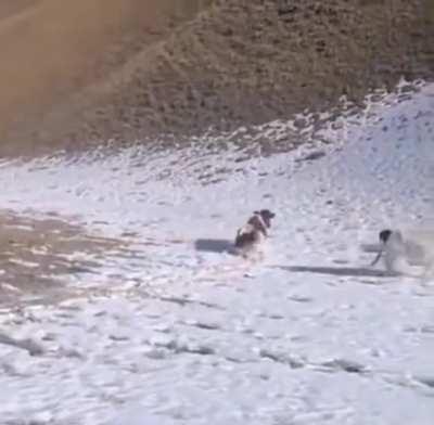 Cow sliding down the hill..