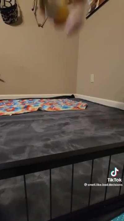 Illegal Corgi Potatoes