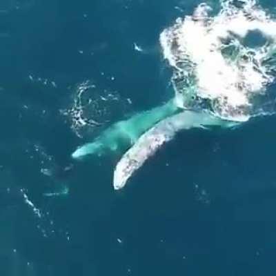 Drone caught the exact moment when dolphins and whales are playing. Magical moment!!!