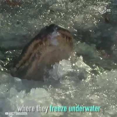 Alligators Are Frozen This Time Of Year In North Carolina, With Their Noses Above The Water......