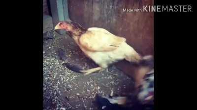 Galo morrendo de tesão fds kkkkkk