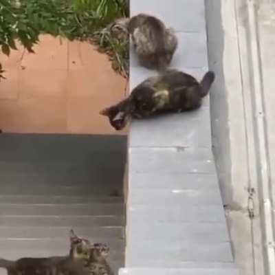 Who else would have done better in physics if the problems would have involved getting kittens to safety?