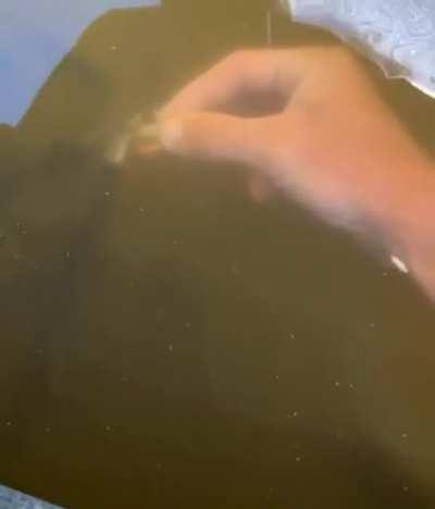 Rattlesnakes can swim btw