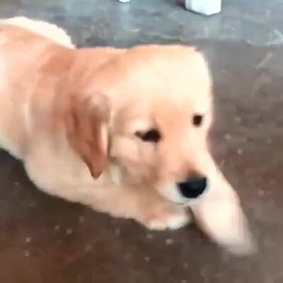 Super puppy dog eyes.