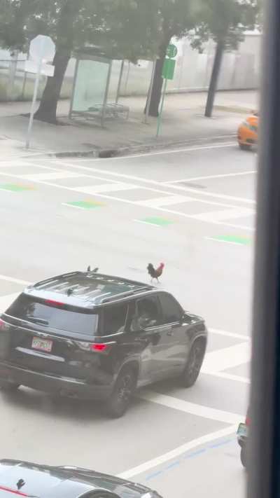 You ever seen a chicken cross the road? I didn’t till this very moment 😂