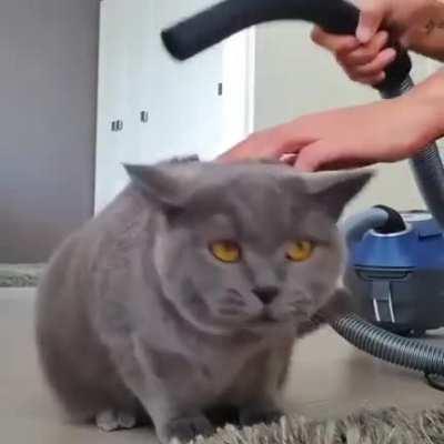 Неправильный кот.