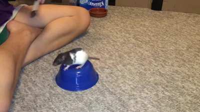 My sweet rat Oreo doing her 