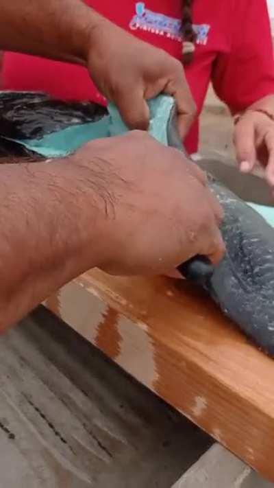 синяя рыба. свежая