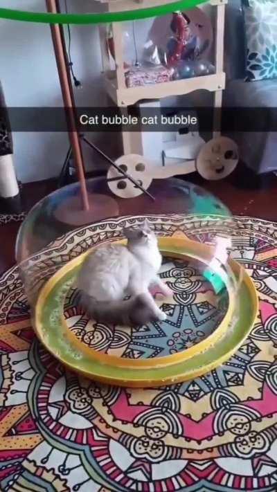 Cat bubble 