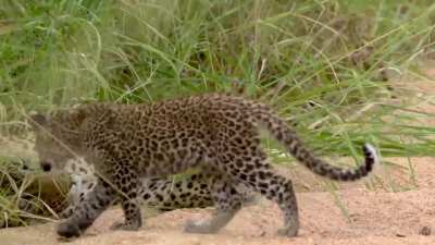 Leopard mom introduces her little cub to his father for the first time