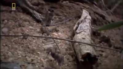 I'm never skipping a Wildlife Documentary Cutscene again 💀