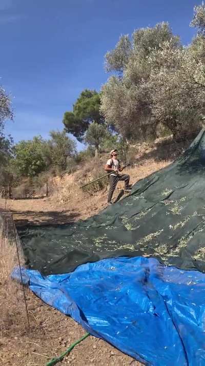 yo, because you asked for it, this me harvesting my olives (2months ago, when it was still hot). you mediterranean loosers, i am german 🤣🤪🤪