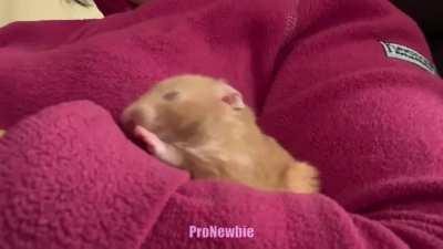 Hamster Sings