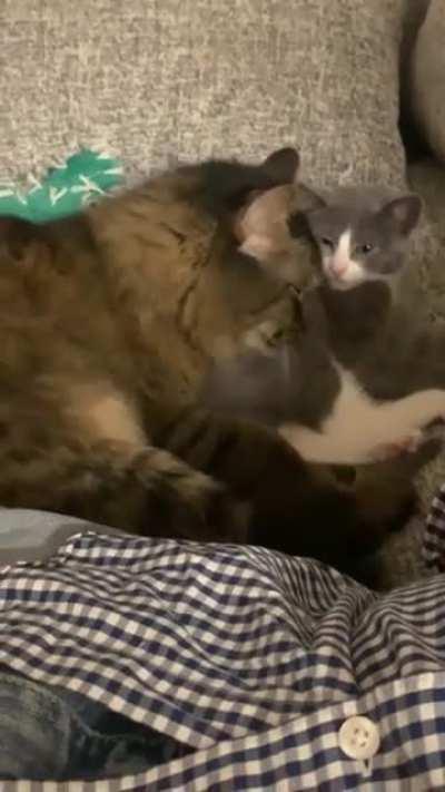 My big guy finally accepting my new little girl 🥺