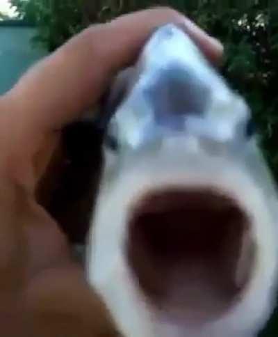 Killer Fish (KF) (from San Diego)