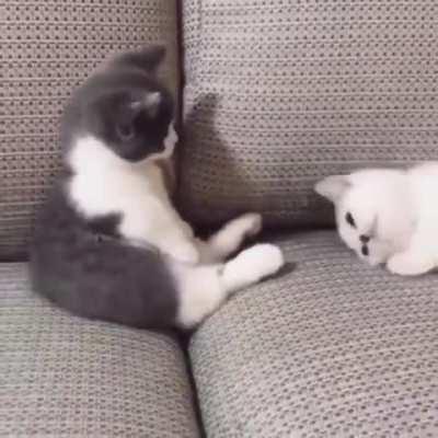 Yet another gentle fight