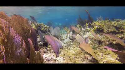Cruising the colorful shore reef, Playa Corona to Sky Reef, Cozumel