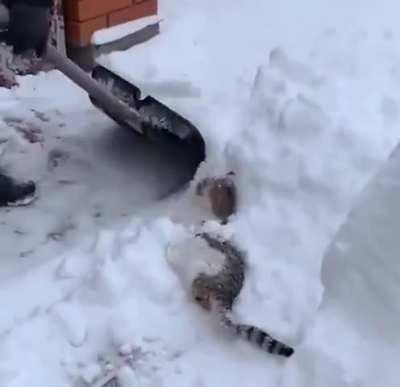Removing snow from the road