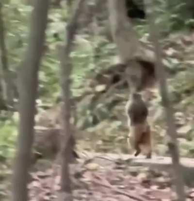 Monkey adapted to walk like humans after losing his front limbs