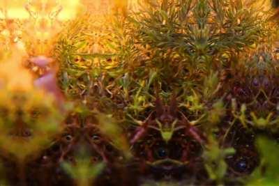 I think my garden is laughing at me...