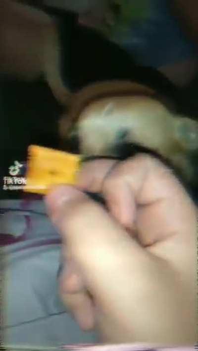 He REALLY wanted that Cheez it