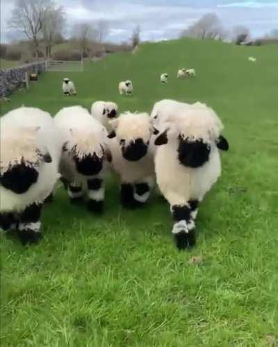 The cutest sheep youâll ever see (Ireland).