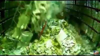 ‘Tis but a scratch