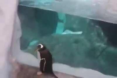 when a Formal Chicken doesnt know the water comes to an end