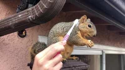 Squirrel eating a walnut while getting brushed.