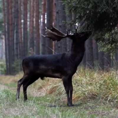 🔥 Black fallow deer, Poland 🔥