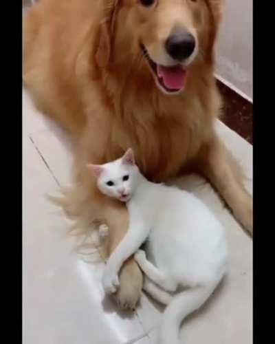 Своенравный Котя