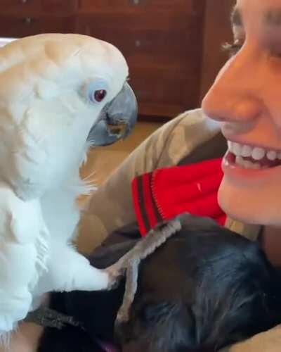 Scratch scratch scratch the pup