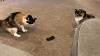 Cat’s brain broken by Oculus lens cover