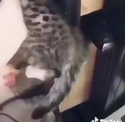 kids shouldnt be on tiktok jesus christ, when i was her age i couldnt understand english lyrics at least i was blessed IG