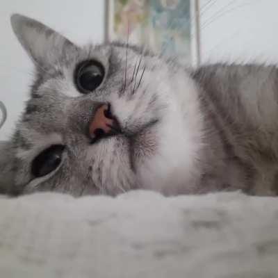 I love my cat deeply