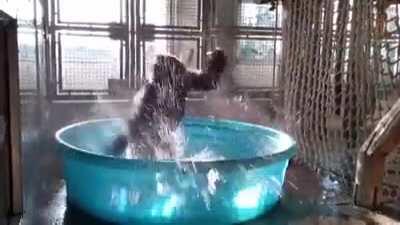 Leaked footage of PP Tenshi Dancing Alone in Her Room.