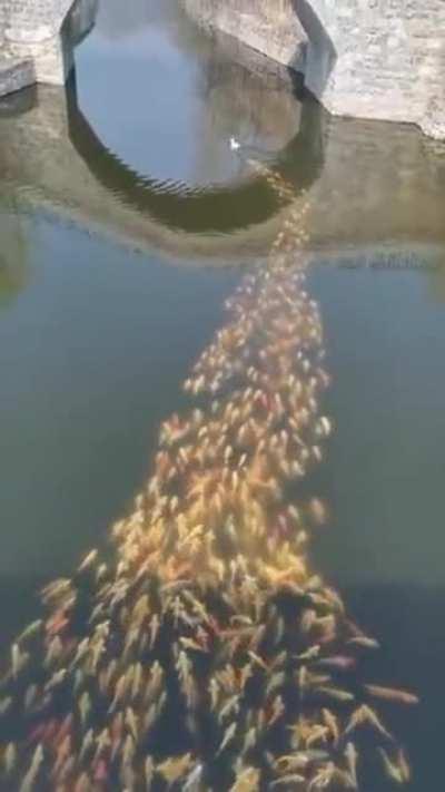 Duck The Leader, Overlord of the Fish Armada