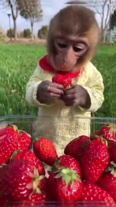 Monke enjoying snack