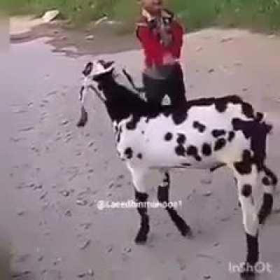 Who just lets their kid do this