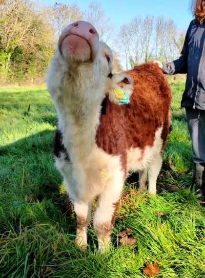 [OC] Something tells me that Missy really enjoys getting her tail scratched!