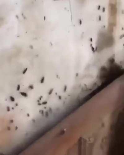 to stop an army of roaches