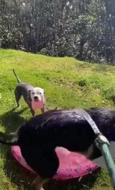 Dog finally gets sprayed!