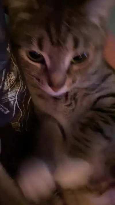 My cat loves cuddles