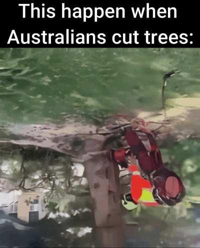 Australians cutting trees.