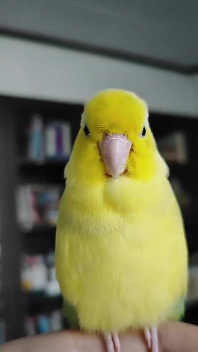 His lil tongue??